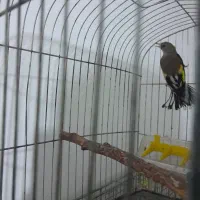 سهره کرمانی