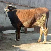 نوبر جرسی 8 ماه آبستن به شرط ۱۵ کیلو شیر