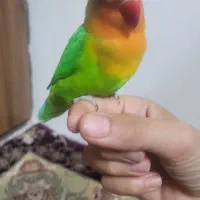 تعویض کوتوله نر با ماده