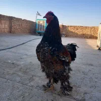 مرغ وخروس برهما پورسلن