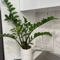 گل های طبیعی شامادورا اریکا کاکتوس|گل و گیاه طبیعی|شهریار, رزکان|دیوار