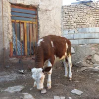 گوساله سیمینتال