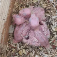 گمشده عروس هلندی