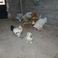 مرغ و خروس برهما