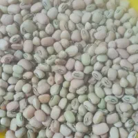 لوبیا ریز امسال