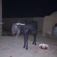 بز تک شاد گلابی|حیوانات مزرعه|کرباسک, |دیوار