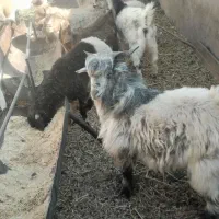 گوسفند فروشی|حیوانات مزرعه|کرمان, |دیوار