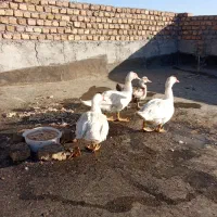 اردک اسرائیلی