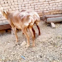 میش کاور تقلی چینی