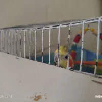 عروس هلندی با قفس و...