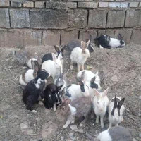 انواع خرگوش