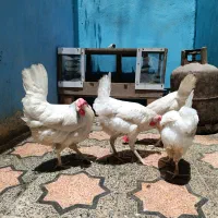 مرغ تخمگذار