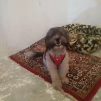 سگ نژادشیتزوتریر معاوضه باگوشی|سگ|کرمانشاه, |دیوار