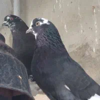کفتر پرشی کبوتر پرشی معاوضه با اردک