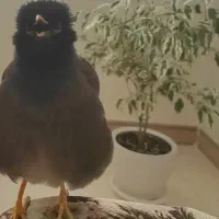 مرغ مینا سخنگو نر دستی با قفس فروشی|پرنده|تهران, شهرک ولیعصر شمالی|دیوار