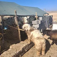 میش بره نر|حیوانات مزرعه|پاسارگاد, |دیوار