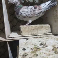 دو عدد نر|پرنده|خرم‌آباد, |دیوار