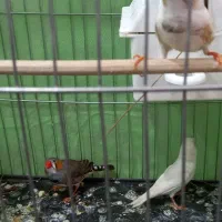 فنج|پرنده|خرمآباد, |دیوار