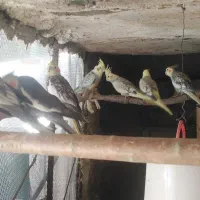 پرنده طوطی عروس