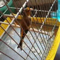 سهره قناری|پرنده|الیگودرز, |دیوار