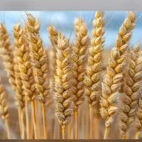 فروش گندم بوجاری شده