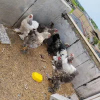 مرغ و خروس برهما