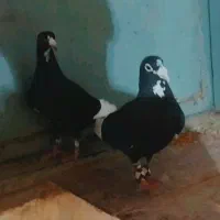 پلنگ خوشگل با زاغ دم سفید خوشگل
