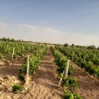 باغ انگور با محصول امسال