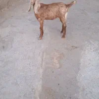 بزغاله ماده دورگ پاکستانی