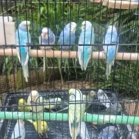 مرغ عشق رینبو انگیلیسی چتری پروانه ای