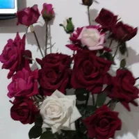 چهارشاخه گل رز