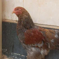 برهما|حیوانات مزرعه|شیراز, امام حسین|دیوار