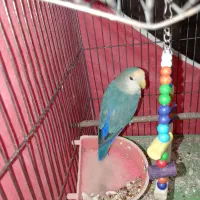 عروس هلندی و کوتوله