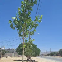 کودگوسفندی