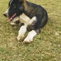 تو‌سگه‌گله‌ای‌عالی|سگ|خزل, |دیوار