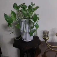 گل با گلدان