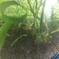 فروش تعدادی ماهی و آکواریوم استوانه ای|ماهی|محمدیه-قزوین, |دیوار