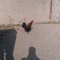 خروس محلی|حیوانات مزرعه|سیلاخور, |دیوار