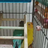 طوطی برزیلی|پرنده|رباط‌کریم, نصیرشهر|دیوار