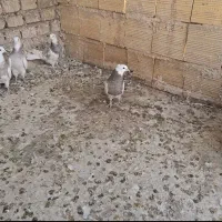 ۱۰ تا طوقی غلط دار