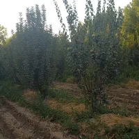 باغ  درختان میوه و زمین کشاورزی|فروش زمین و ملک کلنگی|باغستان, |دیوار
