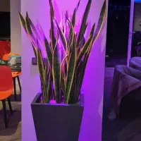 لامپ رشد گیاه سرپیچی