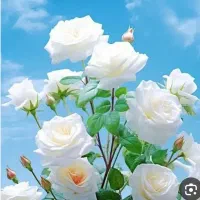 انجام امور خانه داری و نگهداری سالمند