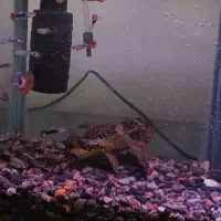 لجن خوار|ماهی|قم, عمار یاسر|دیوار