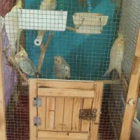عروس هلندی|پرنده|کرج, باغستان|دیوار