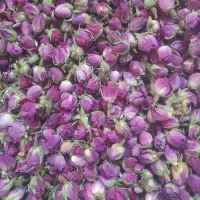 غنچه گل محمدی