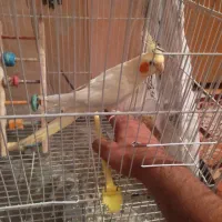 عروس آرام|پرنده|زابل, |دیوار