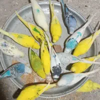 فروش مرغ عشق های خاص