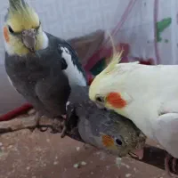 عروس هلندی