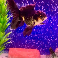 فروش آکواریوم|ماهی|رشت, دیلمان|دیوار